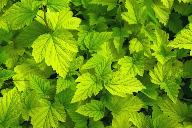 Fondo natural de hojas de color verde amarillo Enfoque selectivo
