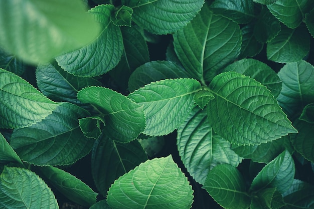 Fondo natural de hojas de hortensia verde con filtro vintage