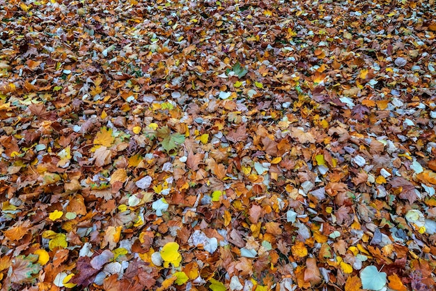 Fondo natural de hojas de otoño viejo colorido