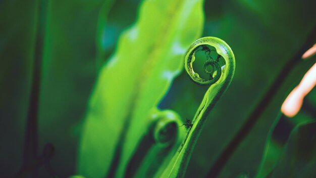 Fondo natural de hojas verdes. Antecedentes Asplenium nidus