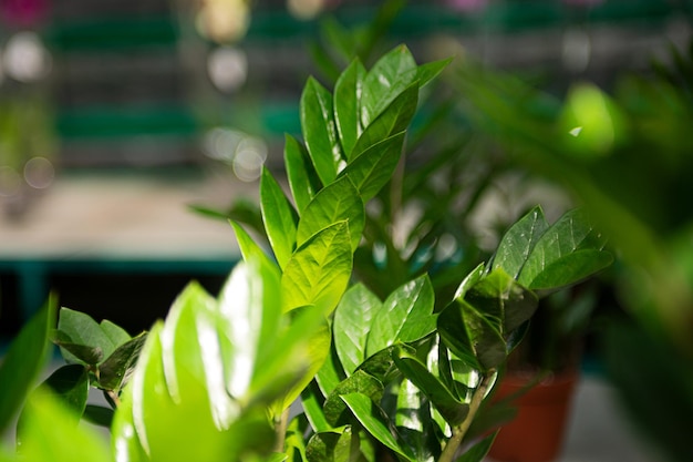 Fondo natural de hojas verdes brillantes de planta elástica