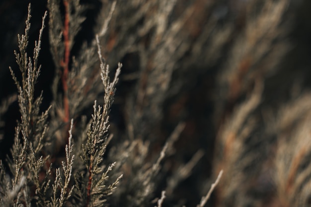 Fondo natural de hojas verdes frescas de coníferas. Detalles de la vida silvestre