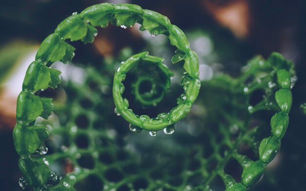 Foto fondo natural de hojas verdes gota de agua fondo asplenium nidus