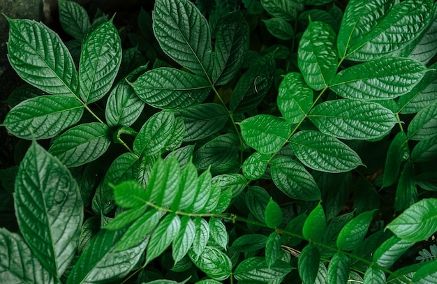 Fondo natural de hojas verdes