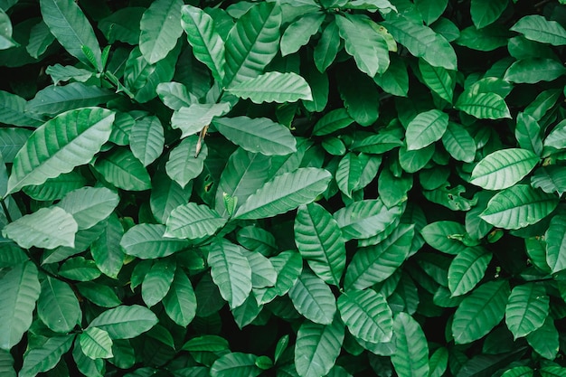 Fondo natural de hojas verdes.