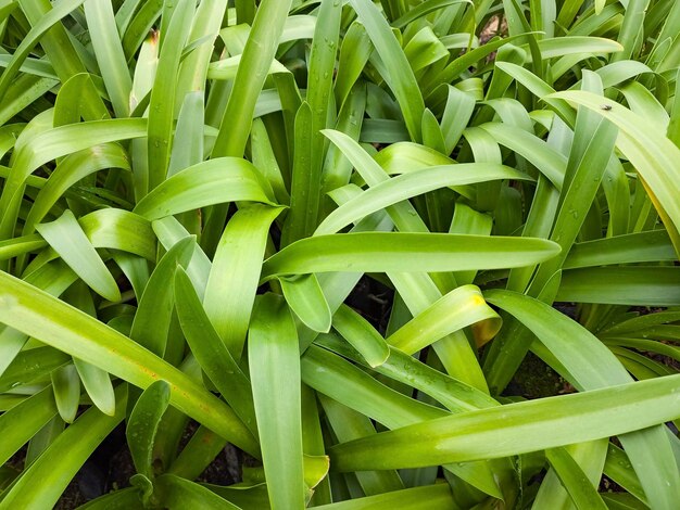 Foto fondo natural con hojas verdes