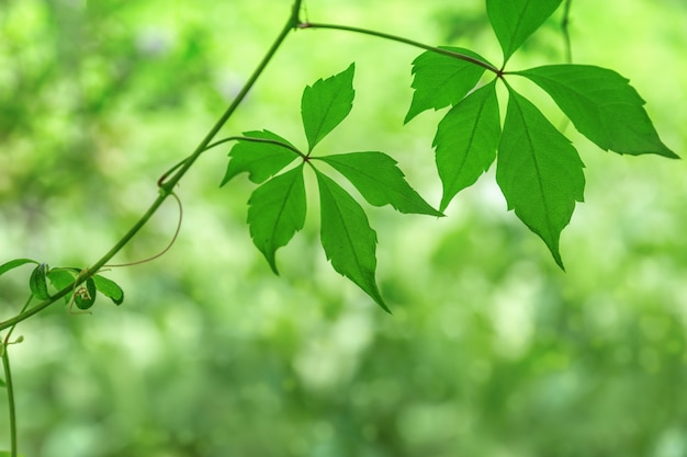 Fondo natural con hojas verdes