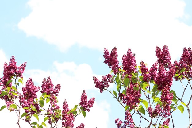 Fondo natural lila floreciente Una gran rama de flores lilas