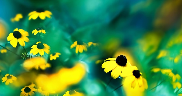 Fondo natural mágico de verano Pequeñas flores amarillas contra un hermoso bokeh aguamarina Gran formato