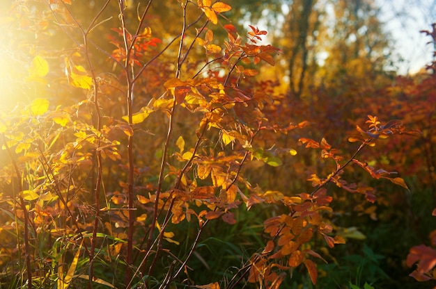 Foto fondo natural otoñal con hojas amarillas y rojas a la luz del sol. banner de hojas de colores en la temporada de otoño.