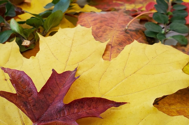 Fondo natural de otoño hojas caídas brillantes follaje colorido