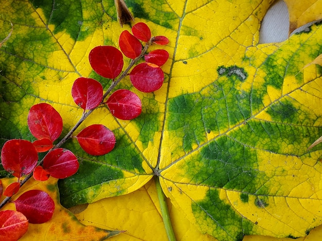 Fondo natural de otoño hojas caídas brillantes follaje colorido