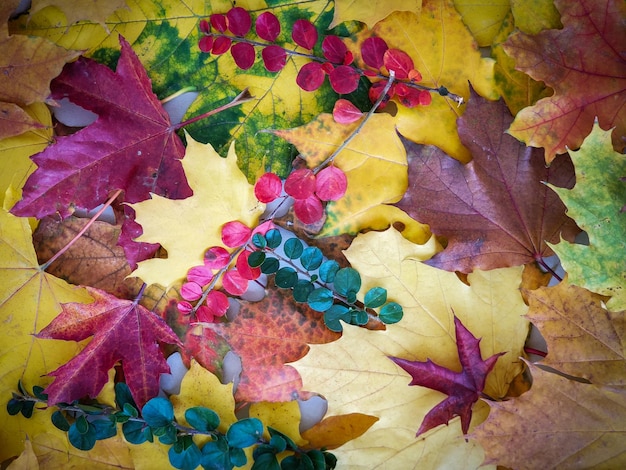 Fondo natural de otoño hojas caídas brillantes follaje colorido