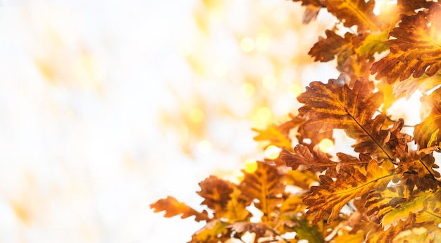 Fondo natural de otoño con hojas de roble marrón amarillo copia espacio banner