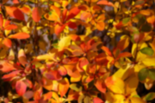 Fondo natural otoño hojas rojas y amarillas