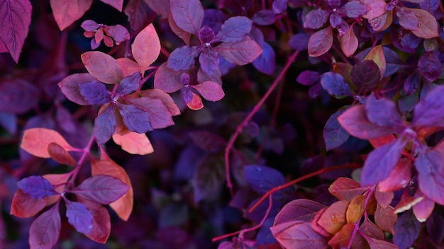 Foto el fondo natural de otoño con hojas rojas de lila púrpura azul cae un paisaje brillante