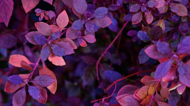 Foto fondo natural de otoño con hojas de rojo lila púrpura azul