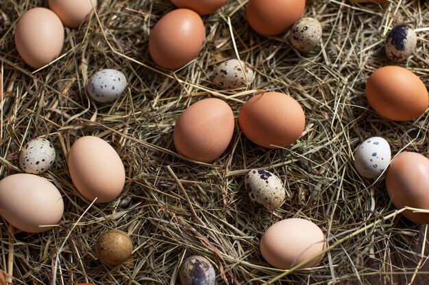 Fondo natural de Pascua con huevos de pollo y codorniz en heno en nido