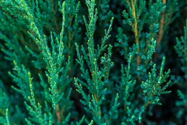 Fondo natural. Patrón botánico con hermosas hojas verdes frescas para diseño gráfico y papel tapiz. El cosaco del enebro (Juniperus sabina) es un arbusto de coníferas.