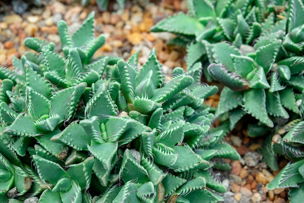 Fondo natural Planta suculenta de cactus