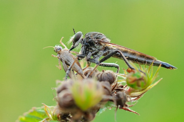 Fondo natural de presas robberfly