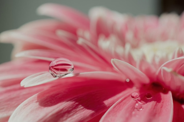 Fondo natural de primer plano de flor rosa