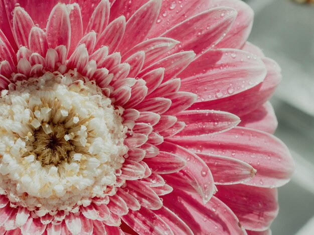 Fondo natural de primer plano de flor rosa