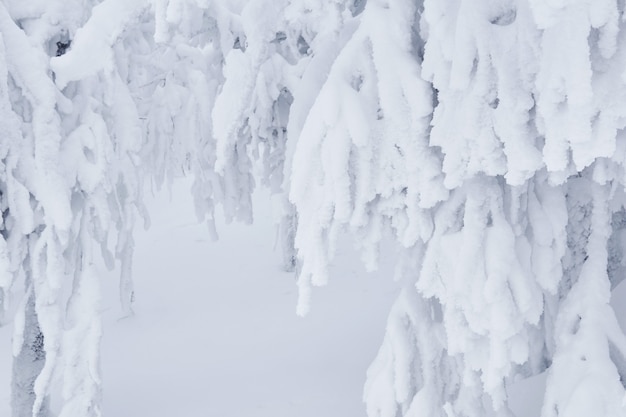 Fondo natural - ramas de los árboles cubiertos de nieve después de una tormenta de nieve
