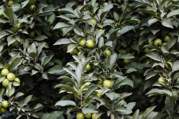 Fondo natural con ramas de árboles frutales con hojas verdes y ciruelas enfoque selectivo