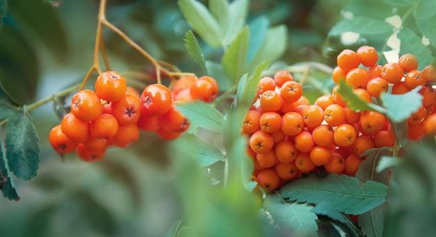 Fondo natural de la temporada de otoño con hojas verdes y enfoque selectivo de bayas de Rowan naranja