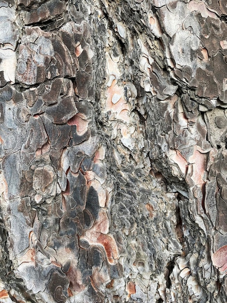 Fondo natural de textura de corteza de árbol de pino