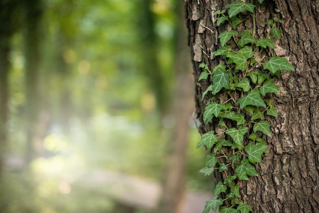 Fondo natural tranquilo con hiedra que crece en un tronco de árbol en la naturaleza de verano