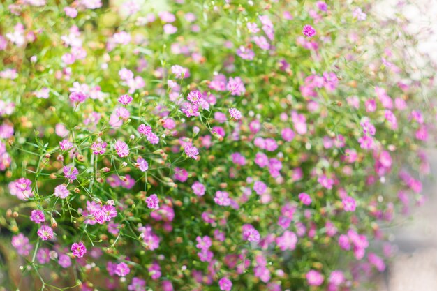 Fondo natural de verano con flores rosas.