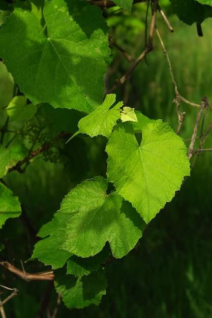 fondo natural de verano de hojas de plantas verdes