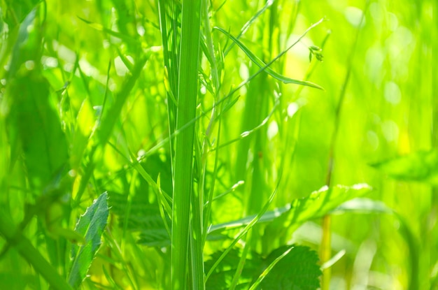 Fondo natural verde Bokeh abstracto fondo de naturaleza verde