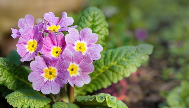 Foto fondo natural verde de la flor de la prímula con espacio para copiar