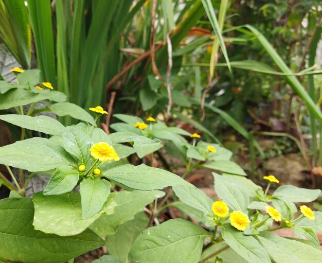 El fondo natural verde