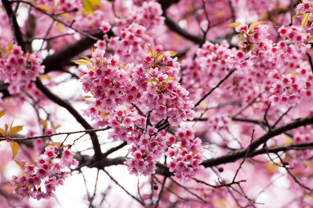 Fondo de naturaleza abstracta de flor rosa de sakura de primavera