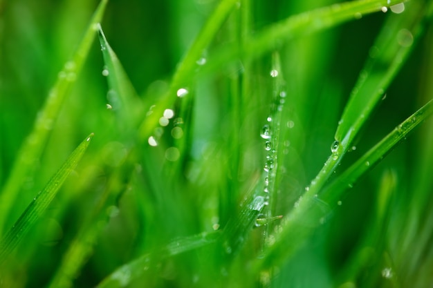 Fondo de naturaleza abstracta con gotas de rocío