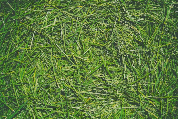Fondo de naturaleza abstracta de hierba cortada del césped