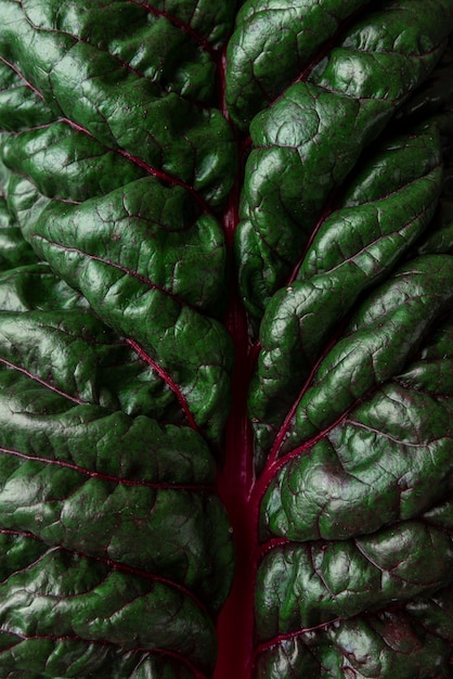 Fondo de naturaleza abstracta. Hoja de ensalada de mangold fresca. disparo macro. textura de la planta. Clave baja. vista superior