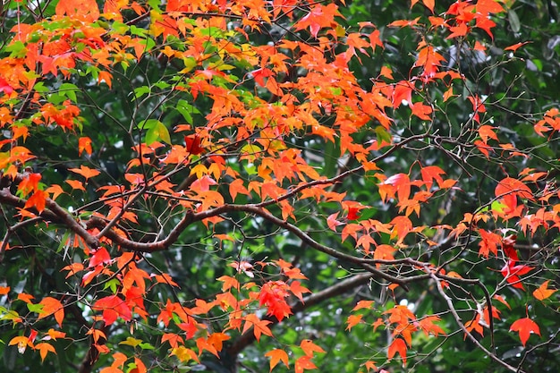 Fondo de naturaleza abstracta de patrón de hojas de arce rojo