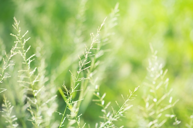 Fondo de naturaleza abstracta de primavera o verano con luces de hierba y bokeh