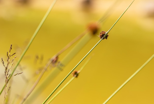 Fondo de naturaleza abstracta con tallos de plantas sobre agua borrosa