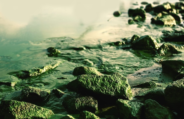 ligero Letrista martes Fondo de naturaleza de agua de río con piedras cubiertas de musgo,  problemas de ecología | Foto Premium