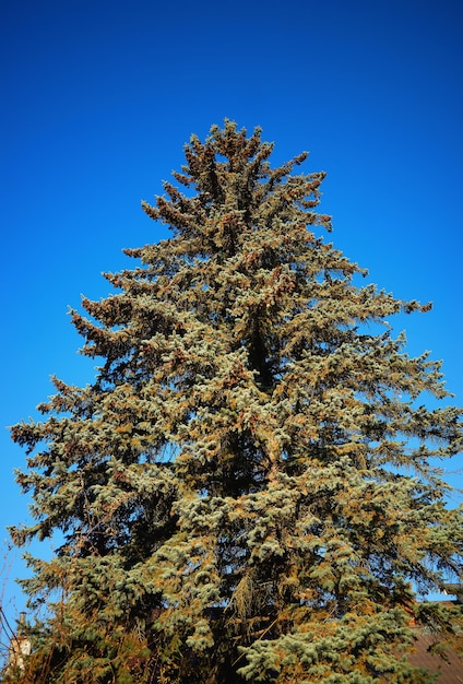 Foto fondo de naturaleza de árbol de abeto de otoño