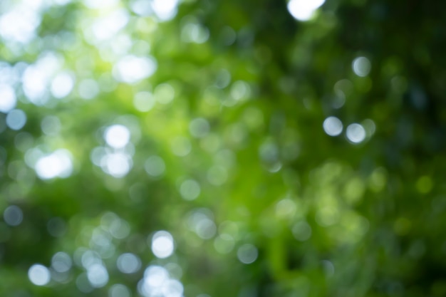 Fondo de naturaleza de árbol de desenfoque bokeh con luz solar en verano temporada de primavera