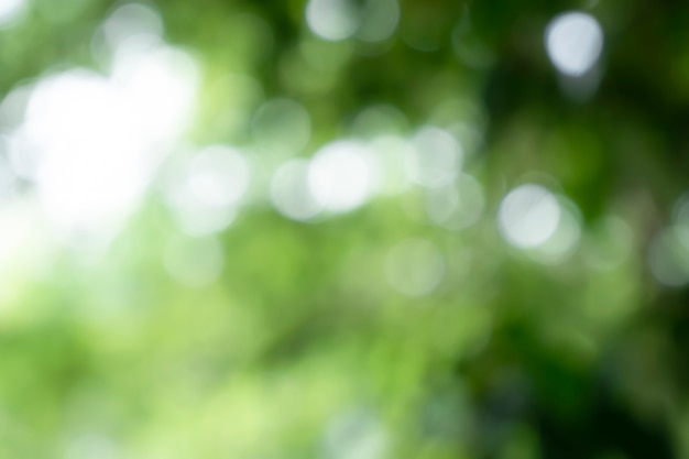 Fondo de naturaleza de árbol de desenfoque bokeh con luz solar en verano temporada de primavera