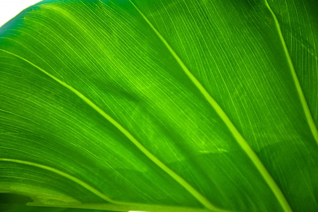 Fondo de naturaleza de árbol de hoja verde