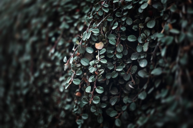 Fondo de naturaleza. Bayas rojas de Cotoneaster. Planta de cotoneaster horizontalis con frutos rojos maduros